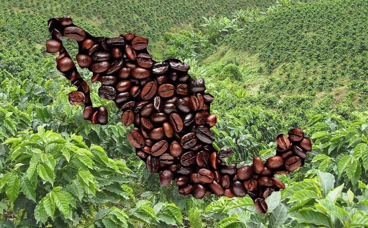 Tipos de Café y Variedades Cultivadas en México
