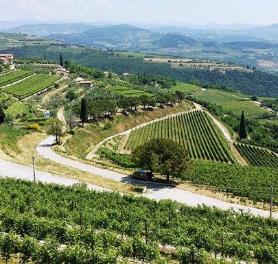 Amarone el gran vino del norte de Italia