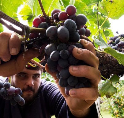 Los Caminos del Vino en Uruguay