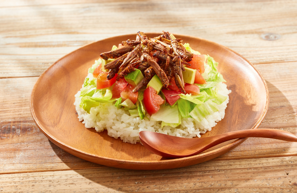 Insectos Comestibles Mexicanos