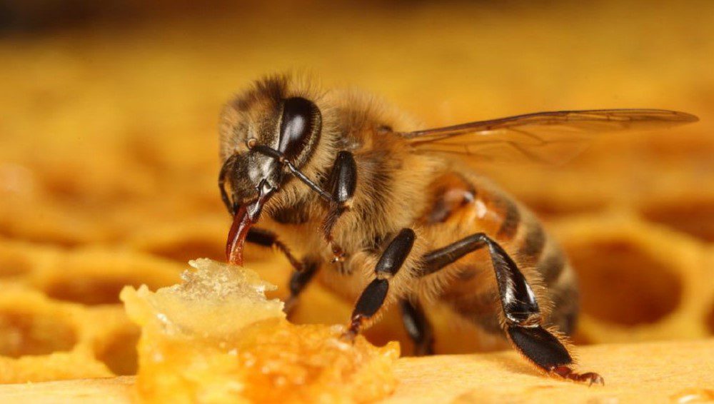 abeja-miel