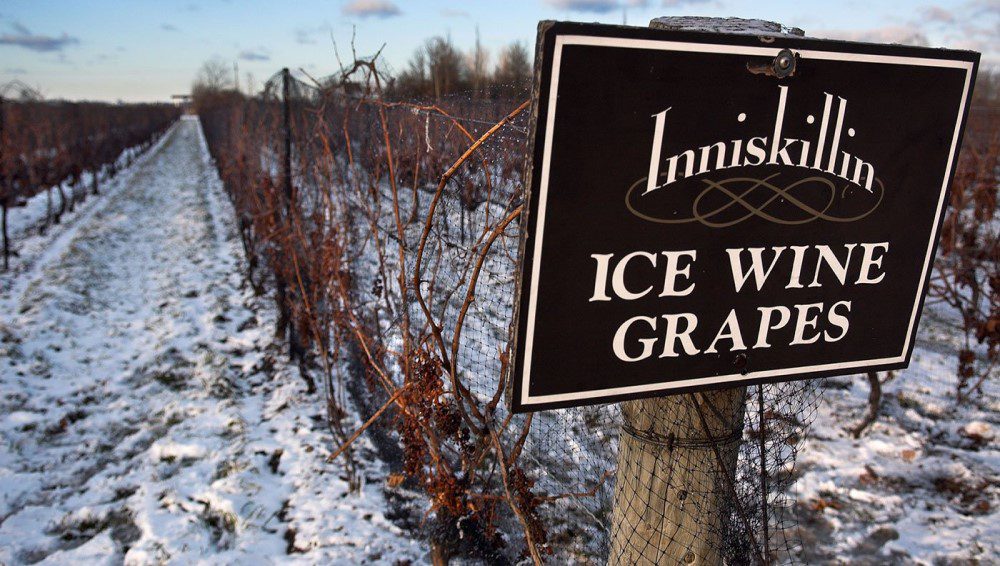 campo de uvas ice wine