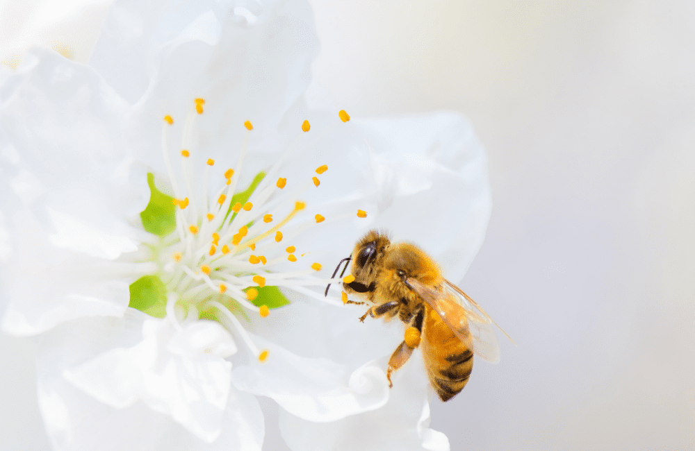 Biodiversidad, abejas y como cuidarlas