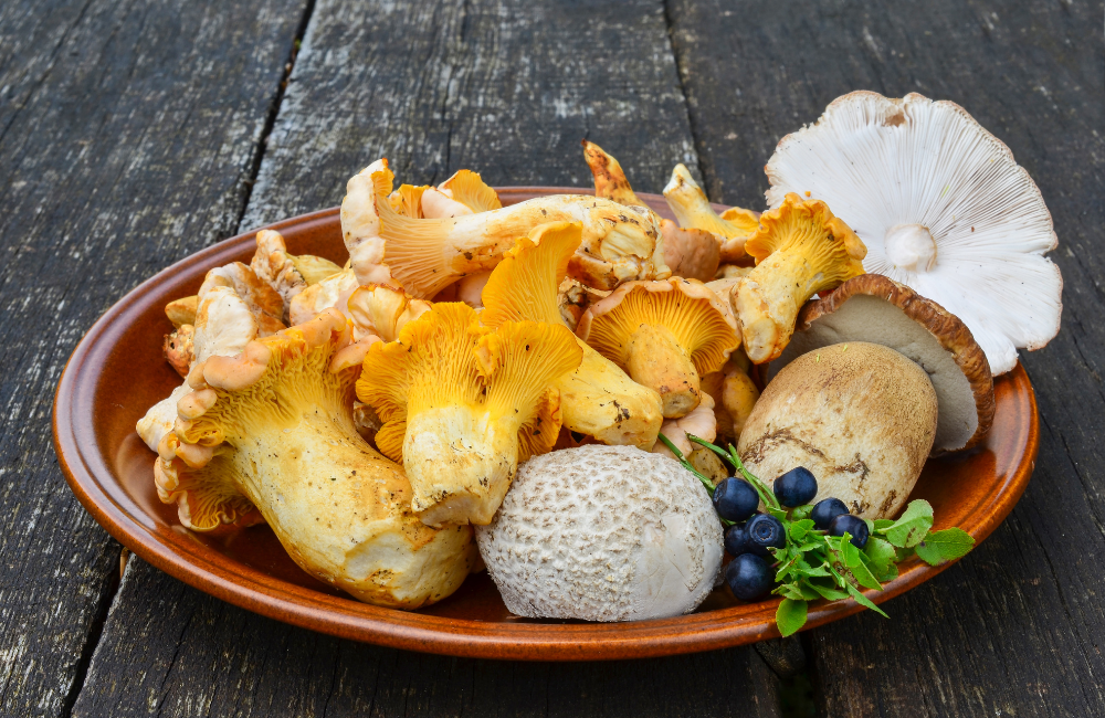 Recetas con Setas Comestibles