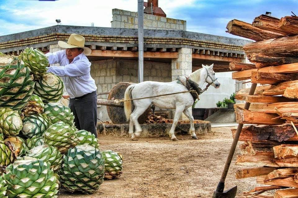 Mezcal Oro de Oaxaca, tradición y sabor