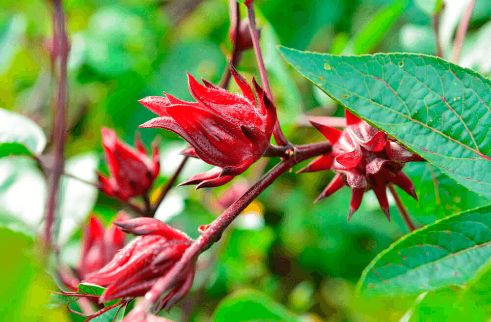 Beneficios de la flor de jamaica