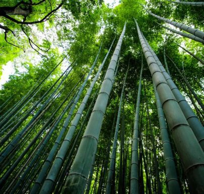 ¿Se puede comer el bambú?