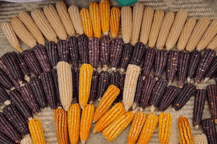 El maíz