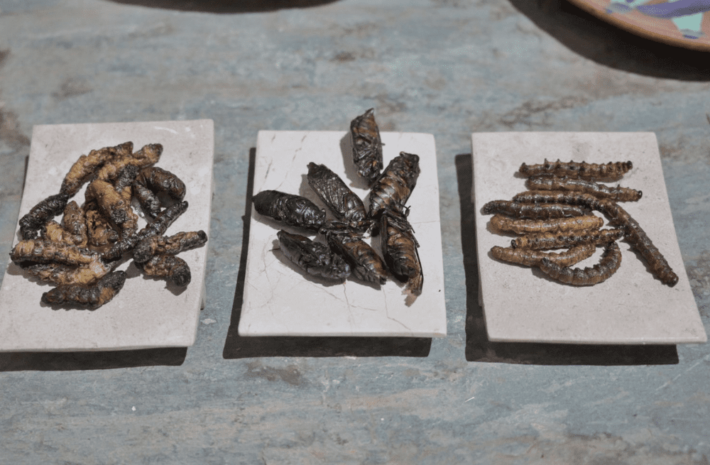 Cocina Oaxaca e insectos