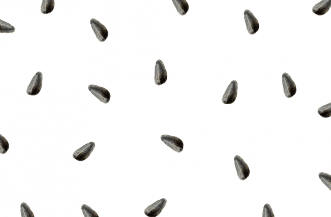 Semillas de girasol