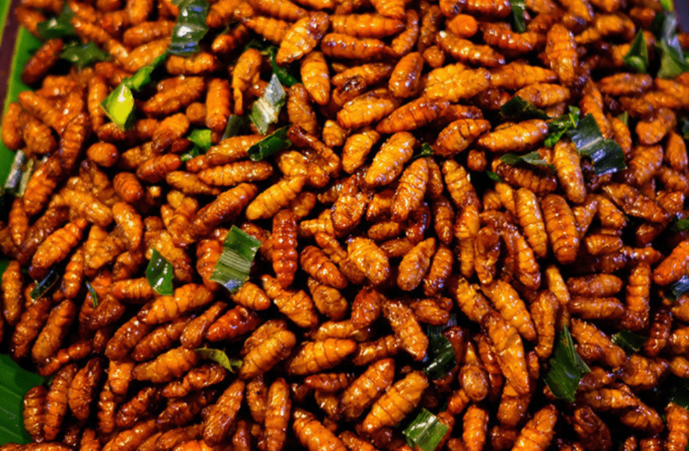 Insectos mexicanos comestibles