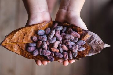 Curiosidades acerca del cacao y sus tendencias