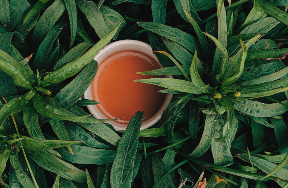 Descubre los Secretos del Té y Mejora tu Salud con Magefesa