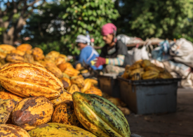 El Fascinante Mundo del Cacao: Del Fruto al Chocolate