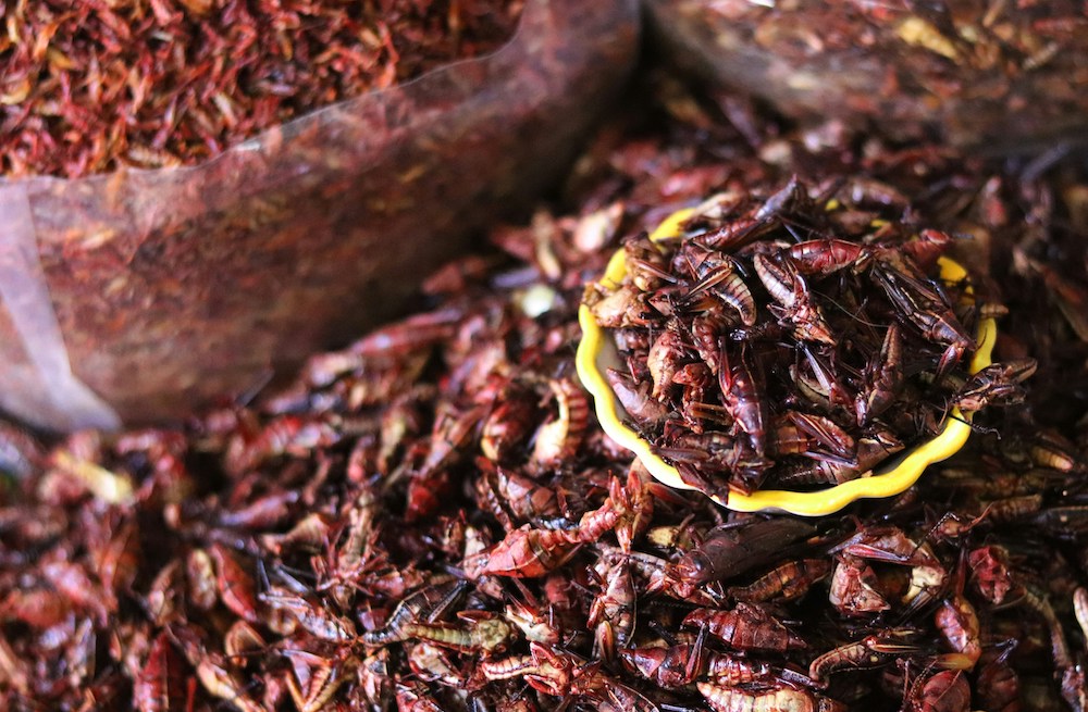 La ruta de los insectos