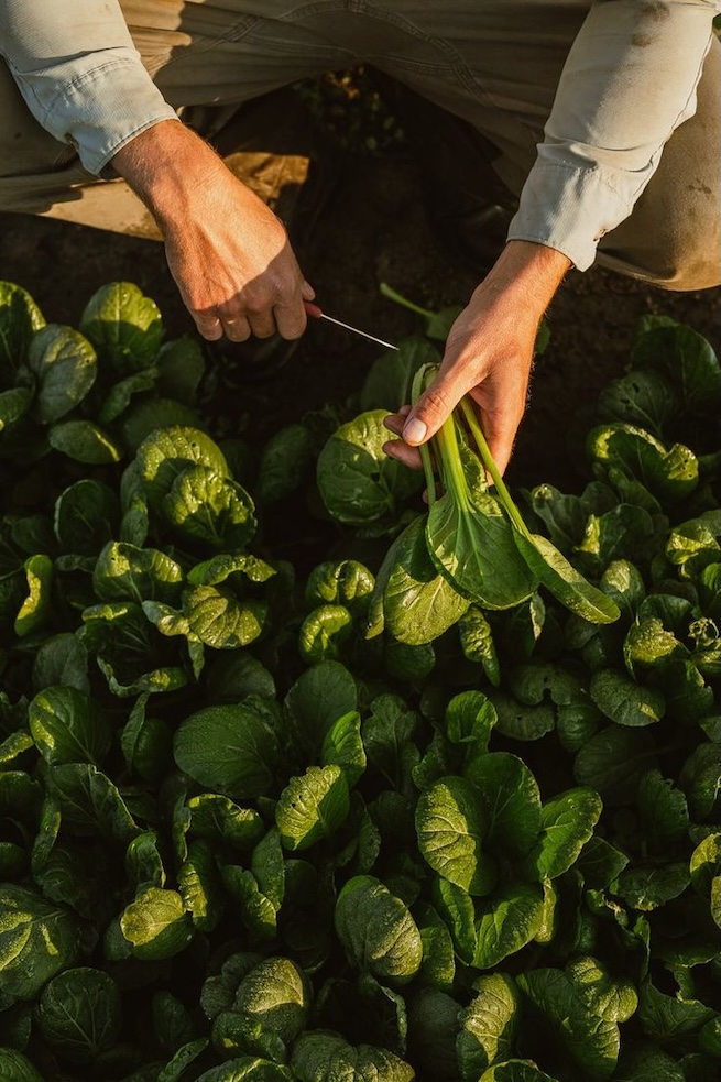 Gestión sustentable