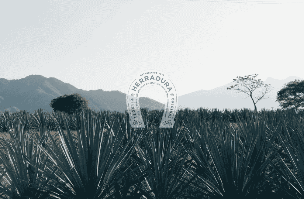 Casa Herradura brilla al conquistar la medalla en el Concours Mondial de Bruxelles 2025