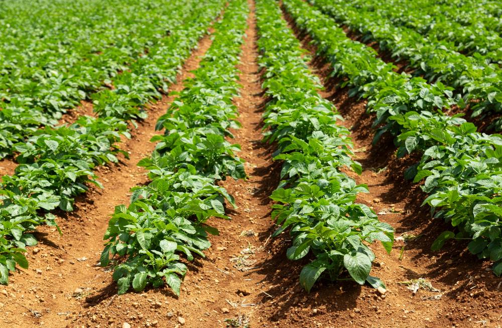 Gastronomía Sustentable : Las bases de un futuro perdurable