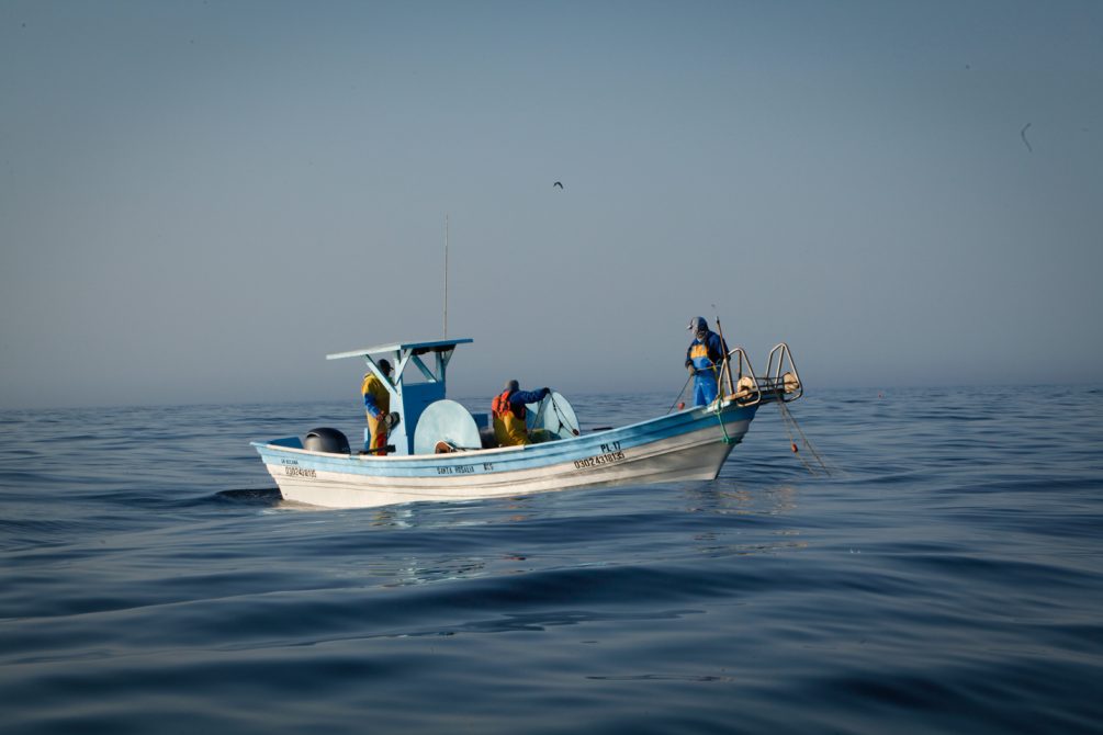 Sostenibilidad en la cocina: el caso urgente de la almeja chocolata en Baja California.