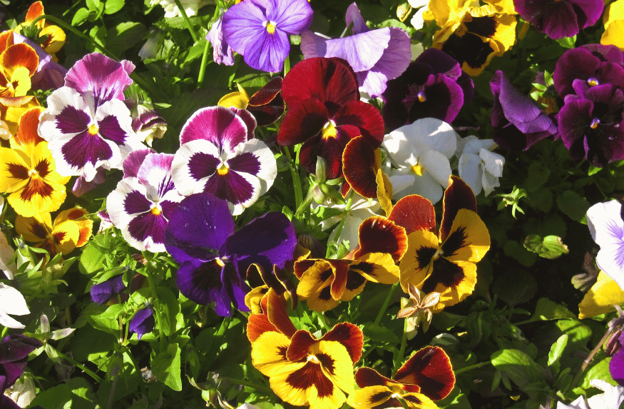 Guía de Flores Comestibles: El Renacer de tu Cocina en Primavera