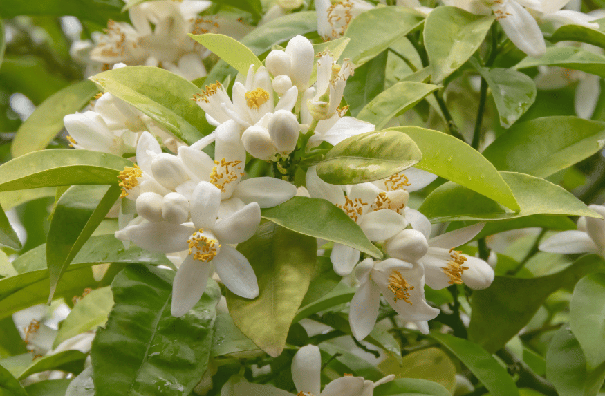 Azahar Flores Comestibles