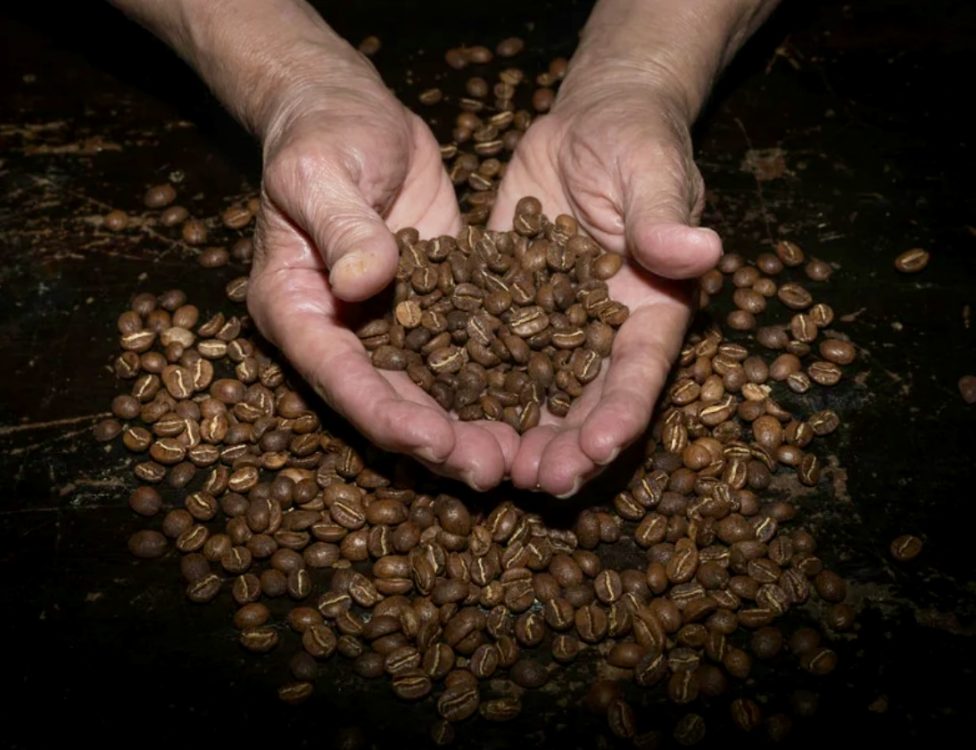 Café mexicano ¿Qué lo hace especial, de dónde viene y por qué sabe diferente?