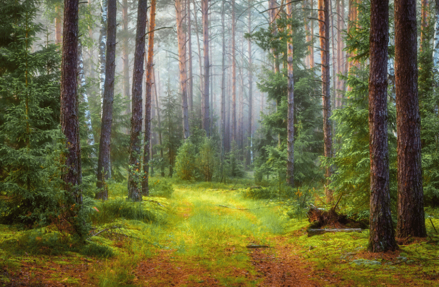 Sabores Sostenibles 2026: Cómo tu cena de hoy se convierte en un bosque mañana.