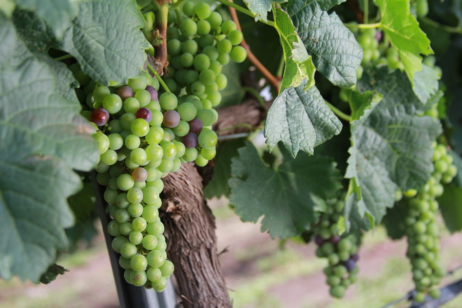 Vinos de la región de Querétaro"