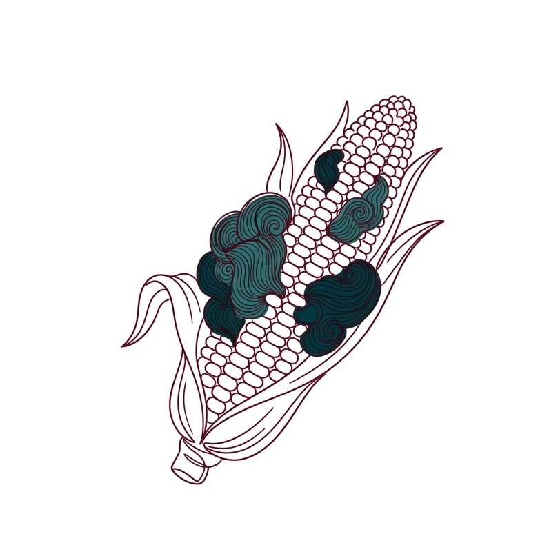 Alimentos que se volvieron gourmet huitlacoche